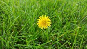 dandelion-855753_1920