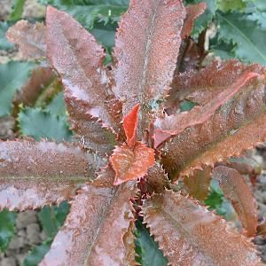 photinia variété serratifolia crunchy