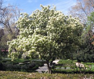 photania serratifolia arbre