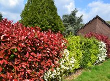 entretien-haie-photinia-jardin