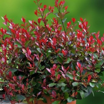 photinia nain