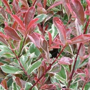 Photinia variété Pink Marble