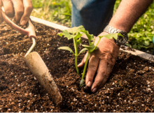 jardinage potager