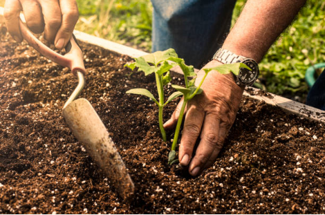 jardinage potager