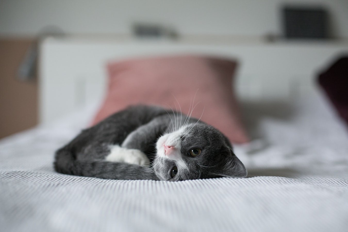 Adopter Un Chaton 3 Conseils Pour Preparer Son Arrivee Guide Conseils