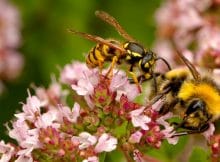 se débarrasser guêpes jardin