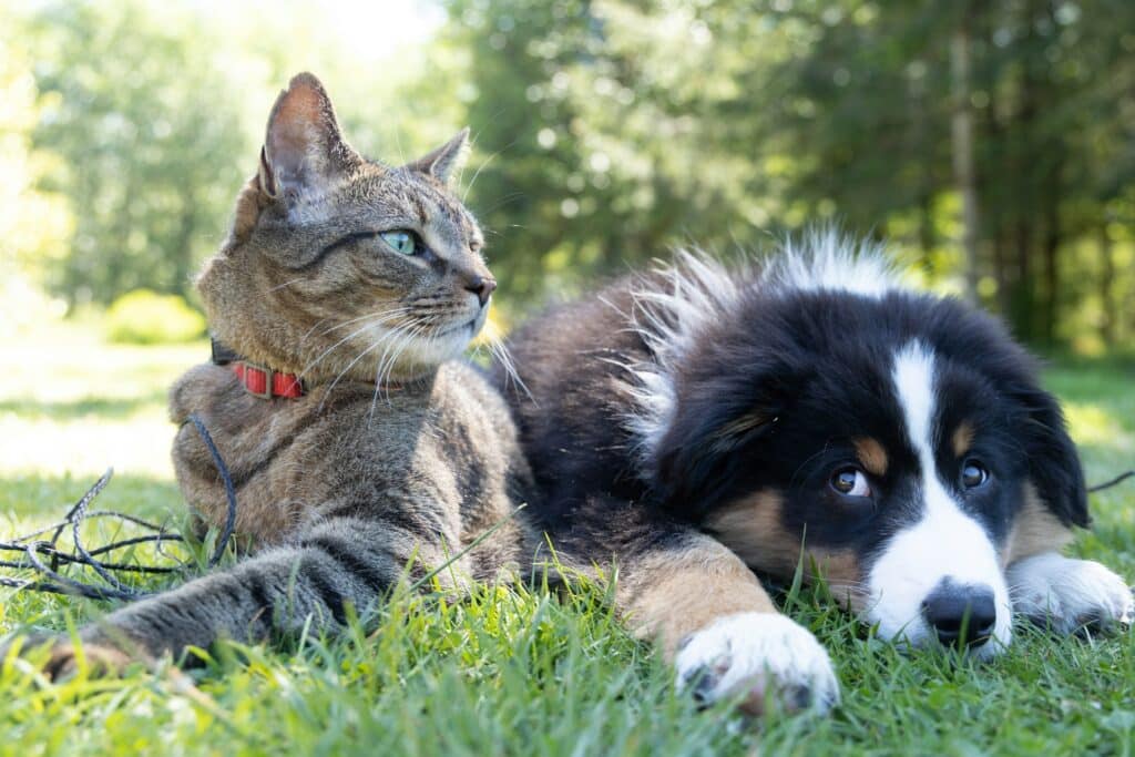 assurance santé animal compagnie